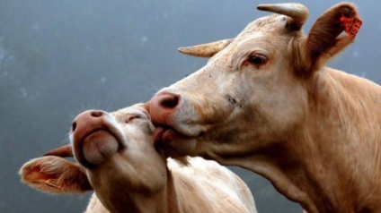 Vaca a rupt muncitorul beat pentru vițelul luat de ea - Șaratov știri astăzi -