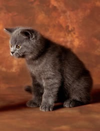 Enciclopedia de lipici de catifea - British Shorthair Cat