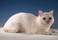 Enciclopedia de lipici de catifea - British Shorthair Cat