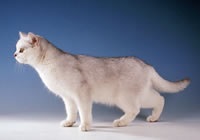 Enciclopedia de lipici de catifea - British Shorthair Cat