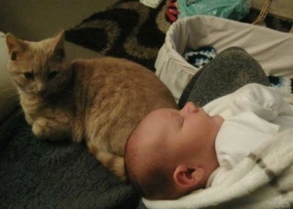 A macska az újszülött csecsemővé lett