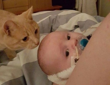 A macska az újszülött csecsemővé lett