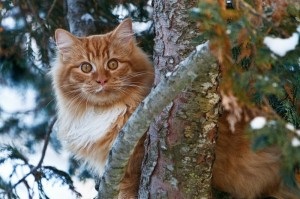 Pisicile Bobtailului Kurilian, pisica rosie