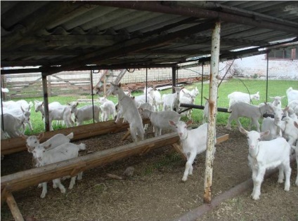 Îmbogățirea caprinelor în Rusia - agroxxi