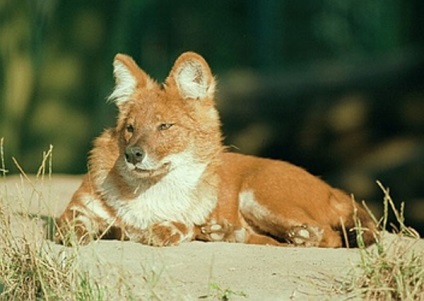 Lupul roșu - fotografia lupului roșu - animalele lupului roșu