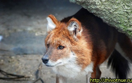 Vörös Wolf - a vörös farkas képe - a vörös farkas állata