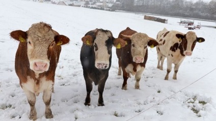 Furtul majoritar al animalelor este dezvăluit în regiunea Kostanay - știri din Kazahstan - proaspete, relevante,