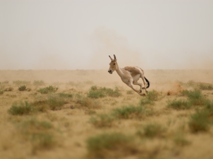 Kulan, enciclopedia animalelor