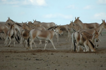 Kulan, enciclopedia animalelor