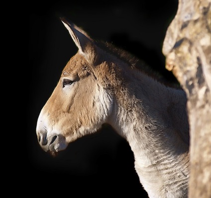 Kulan, enciclopedia animalelor