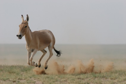 Kulan, enciclopedia animalelor