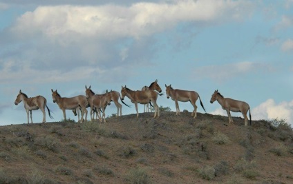 Kulan, enciclopedia animalelor