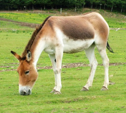 Kulan, fotó