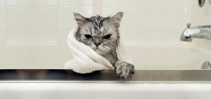 Câine o pisică domestică, cum ar fi o baie de pisică, minidetki
