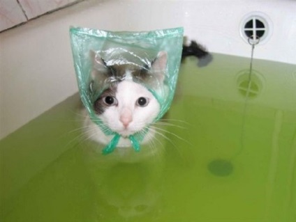 Câine o pisică domestică, cum ar fi o baie de pisică, minidetki