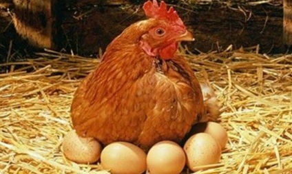 A csirkék az otthoni baromfitenyésztés alapjául szolgálnak