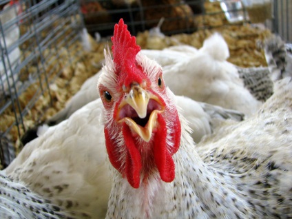 A csirkék az otthoni baromfitenyésztés alapjául szolgálnak