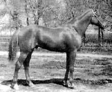 Calul Kustanai, rasa de cai Kustanai, caii kazahi, menținerea pășunilor,