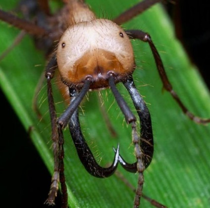 Tratamentul insectelor - jurnal de familie cryazone - portal de internet online pentru femei și bărbați