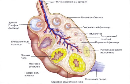 Tratamentul bolilor ovariene, simptome generale