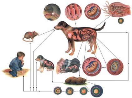 Tratarea toxocariilor cu remedii folclorice la domiciliu