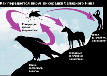 Western Nile Fever Symptoms and Prevenire