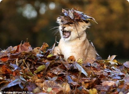 Un leu care iubește să se joace cu frunze căzute