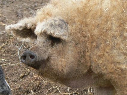 Mangalitz este un porc care arată ca o oaie, umkra