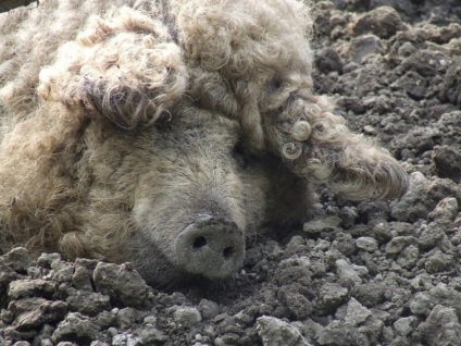 Mangalitz este un porc care arată ca o oaie, umkra