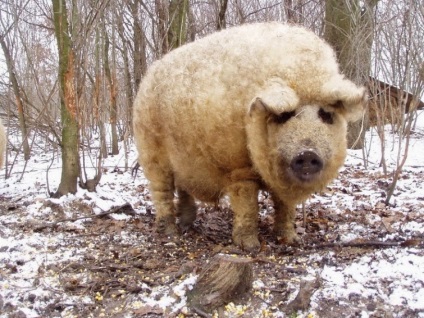 Mangalitz este un porc care arată ca o oaie, umkra