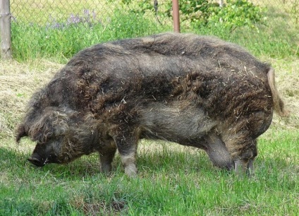 Mangalitz este un porc care arată ca o oaie, umkra