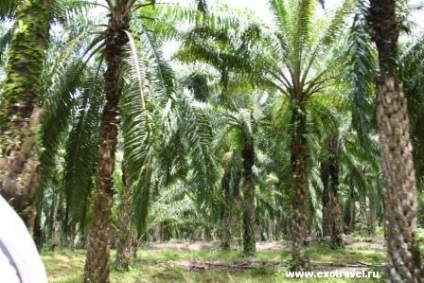 Palm palmier, jurnal tropical