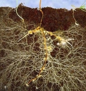 Mycorrhizas - jólét a kémia nélkül