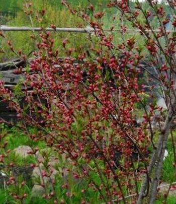 Migdale de iarnă hardy - grădini din Siberia
