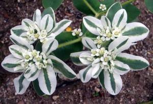 Euphorbia fringed (mireasa), plante ornamentale - descrieri și recomandări pentru îngrijire