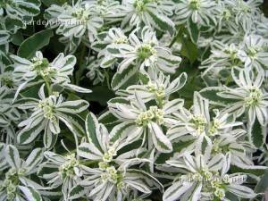 Euphorbia fringed (mireasa), plante ornamentale - descrieri și recomandări pentru îngrijire