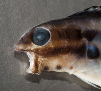 A tengeri ópium vámpír hal a legkülönösebb szokatlan méreggel
