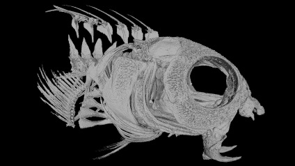 A tengeri ópium vámpír hal a legkülönösebb szokatlan méreggel