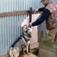 Moscova, știri, un rezident al suburbiilor a filmat o filmare răutăcioasă a unui câine Husky pe video