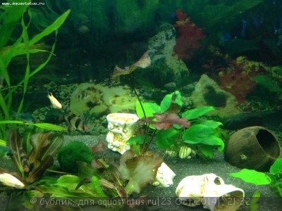 Acvariul meu - ghimpi - încercare de nr.2 - 350 litri (gogoși) - forum acvarist