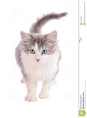 Meg tudok sterilizálni egy macskát, amikor sétál, macska segítő