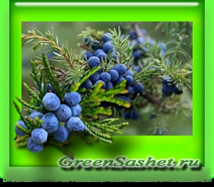 Juniper de ulei esential de fructe de padure - juniperus communis