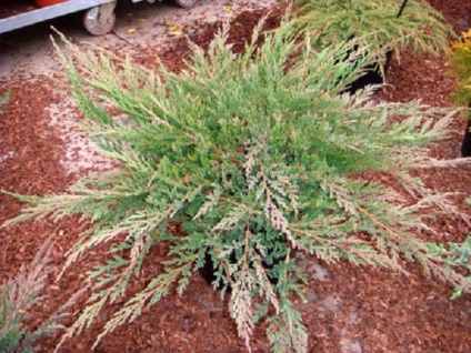 Juniperus Prince на Уелс (Prince на Уелс) - характерни особености и култивиране