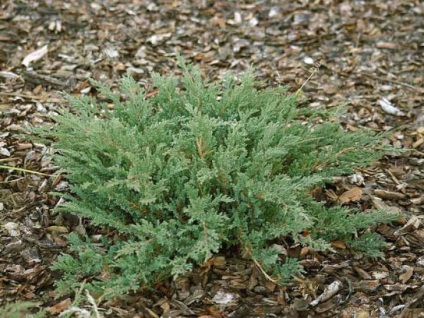 Juniper, Wales hercege (herceg a wales) - a termesztés jellemzői és jellemzői