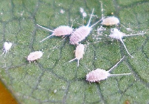 Mealybug как да се бори за собствените си стайни растения