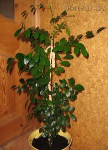 Muraya paniculata (l
