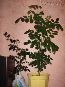 Muraya paniculata (l