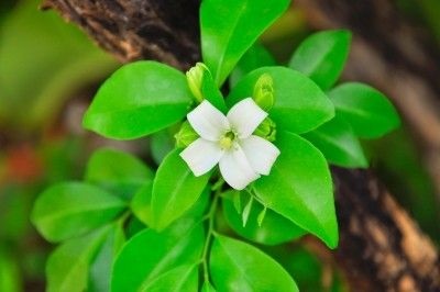 Murayya (murraya) paniculata с всички видове снимки, описание на растението