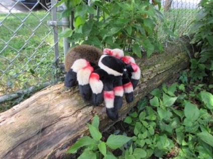 Jucărie de păianjen moale - republică sălbatică cuddlekins tarantula