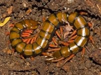 Nadnepryanka - scolopendra mai bine să nu atingă atacul atacantului centiped